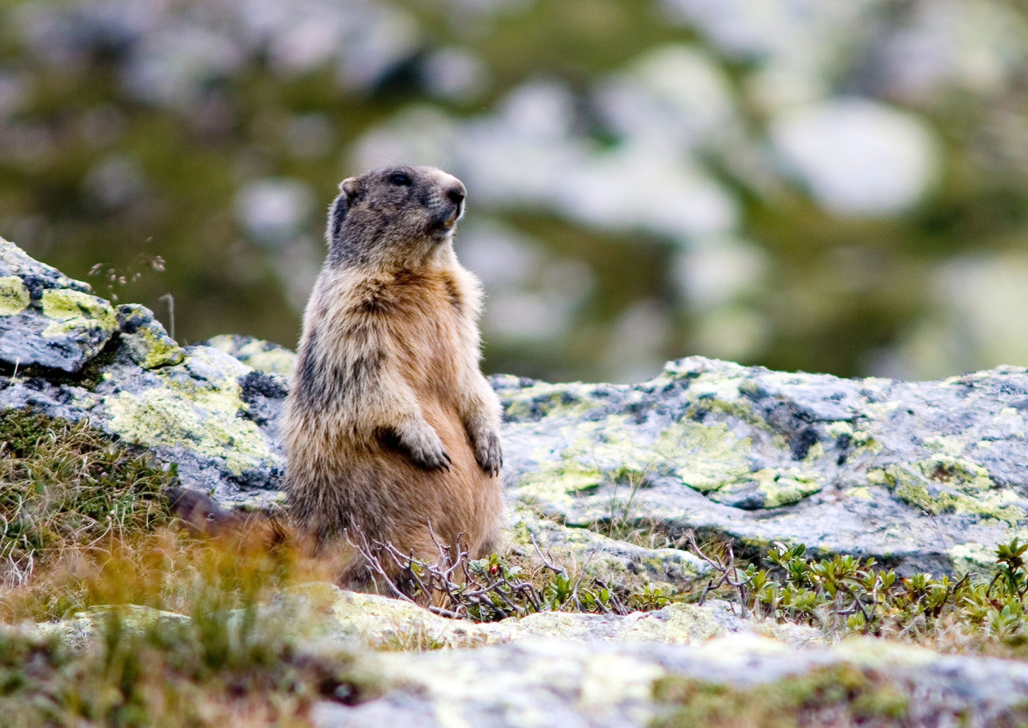 Swiss National Park