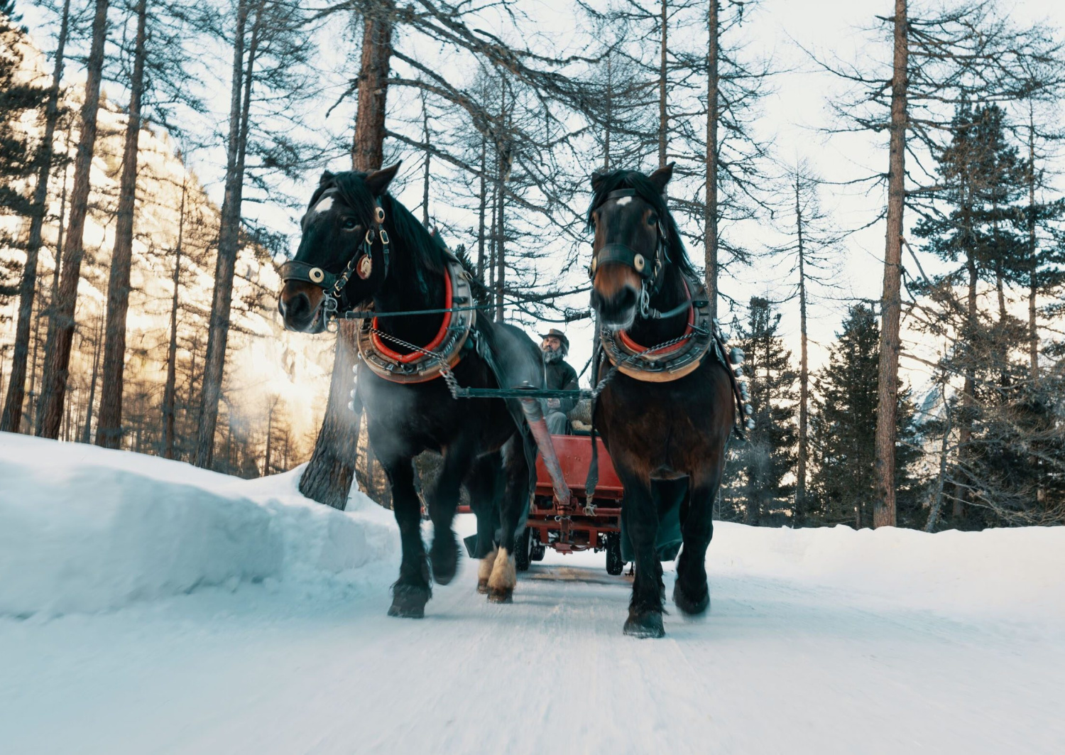 Equestrian sports and carriage rides